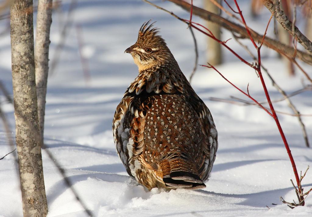 Ruffed grouse hunting Wisconsin DNR